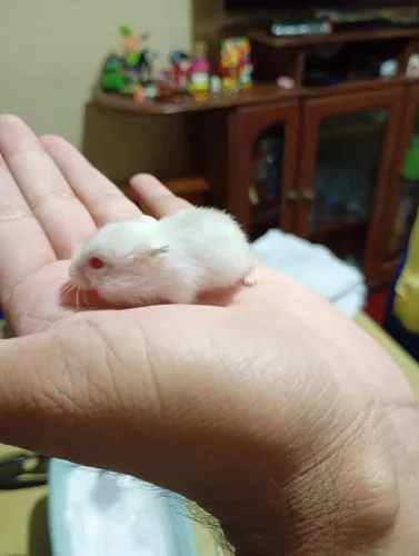 Hamster ? 