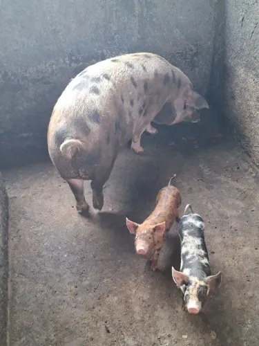 Leitões desmandos