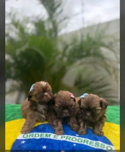 Filhotes lindos