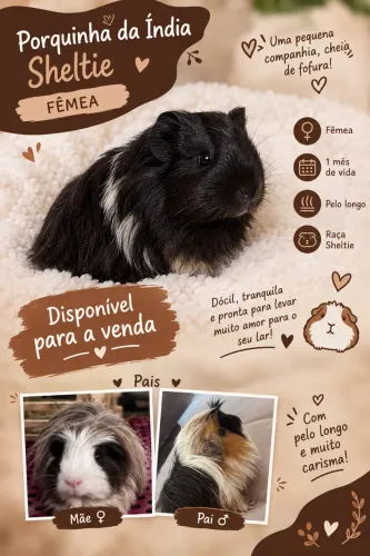 Porquinho da índia