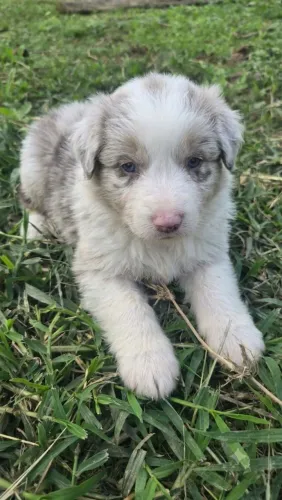 Lindos filhotes de border collie olhos azuis