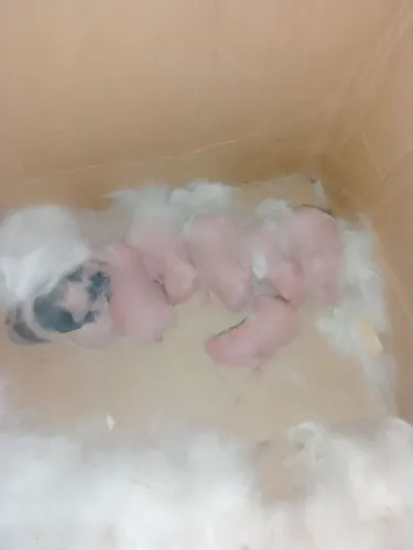 Coelhos filhotes raça mini lop pra reserva 