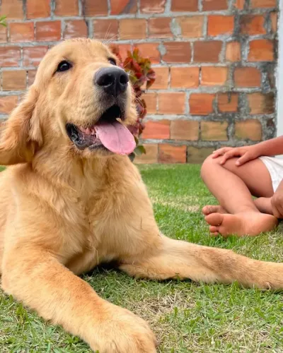 Golden Retrivier em Salvador