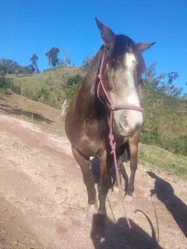 Cavalo crioulo 