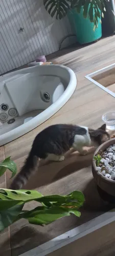 Filhote para adoção