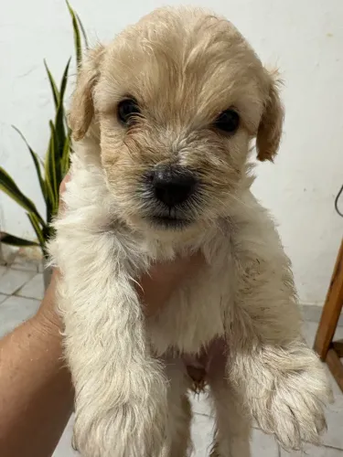 ? FILHOTES DE POODLE PUROS DISPONÍVEIS! ?