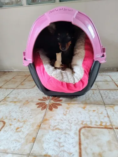 Casinha de cachorro