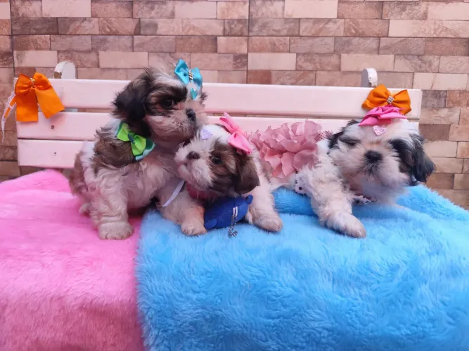 Filhotes de shih Tzu