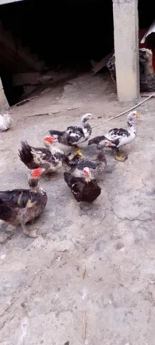 Vendo patos