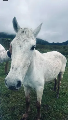 Vendo, aceito propostas 
