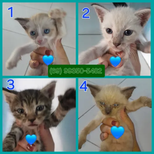 Doação de Gatinhos