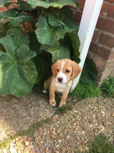 Filhotes de Beagle | Companheiros que combinam com sua rotina!