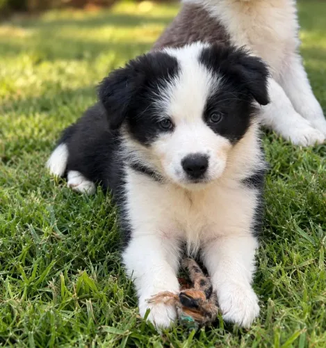 VENDO Border collie