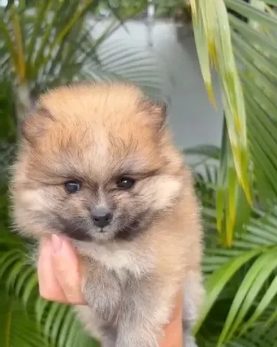 Spitz alemã laranja sable- @agnesroyalcanil