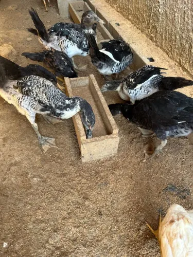 Patos gamelao
