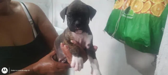 Boxer filhotes - vacinado e vermífugado 