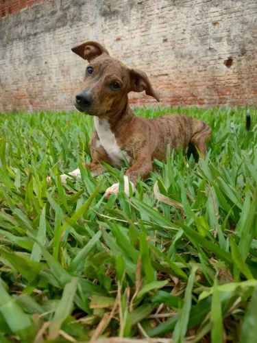 Doação