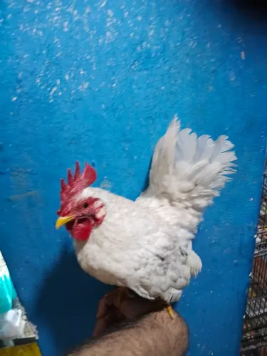 Serama