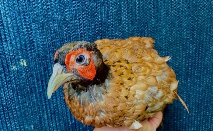 Galinha é galo casal