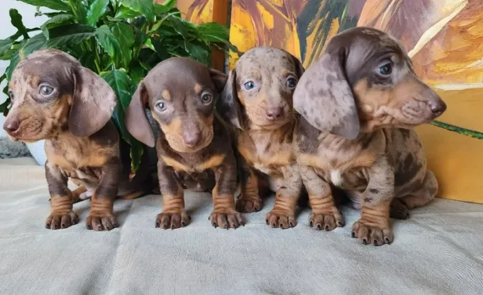 Com Várias Cores a Pronta Entrega. Dachshund