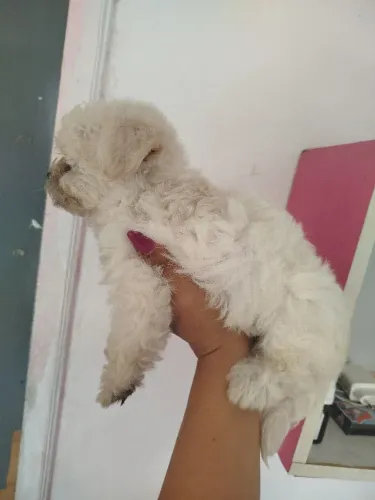 Vendo poodle toy mine femia e macho disponível
