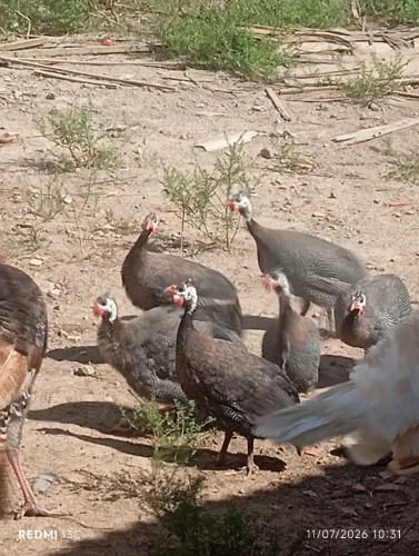 Saque, Galinha da Angola, Guiné 