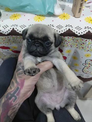 Filhotes de Pug