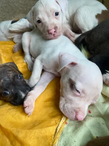 Vendo filhotes puros de pitbull total são 8