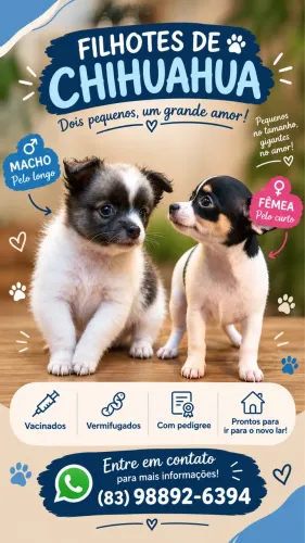 CHIHUAHUA - MACHO E FÊMEA ?