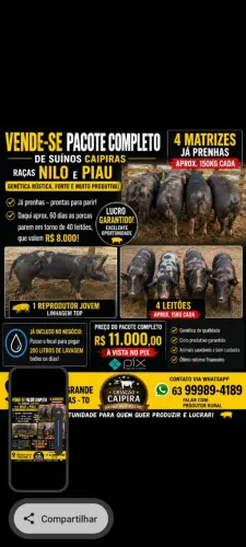 Criação porcos