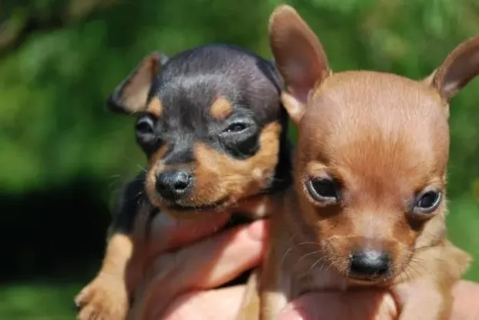 Filhotes Pinscher/Pincher linhagem selecionada e super dócil