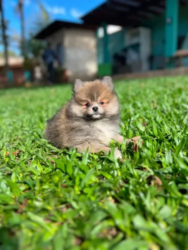 Machinhos - Spitz Alemão apaixonantes!