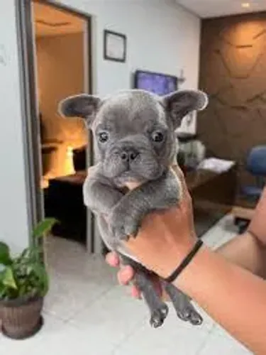 Bulldog frances diversas cores 