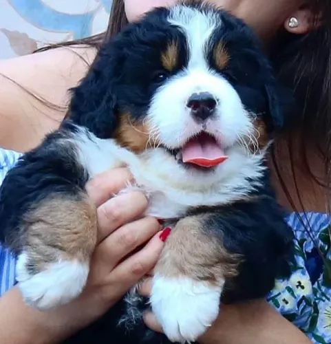 Bernese Mountain Um vínculo que se cria de forma gradual