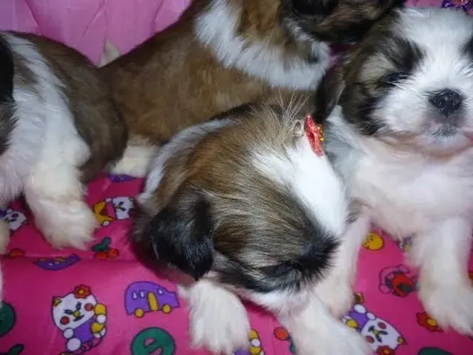 Filhotes Shih Tzu Últimos Disponíveis