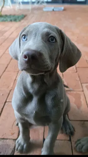 Filhotes de Weimaraner