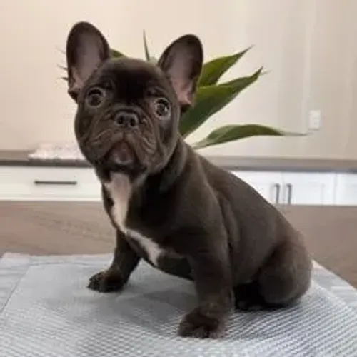Bulldog Francês,Bulldog Francês Filhote Saudável Excelente Companhia