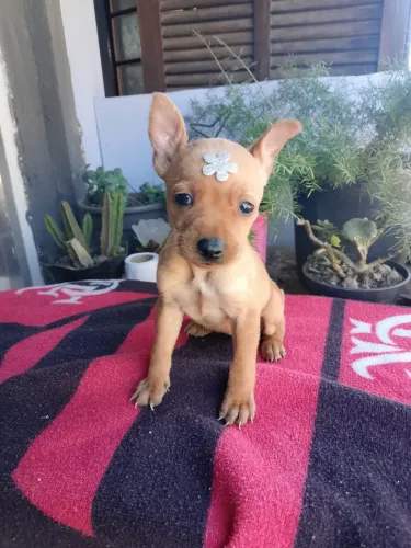 Pinscher com 64 dias vacinado todas as cores 
