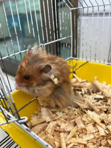 Hamster Sírio e Angorá