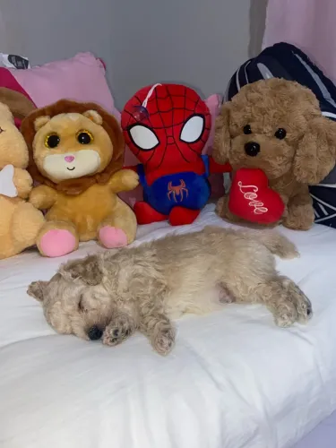 Poodle macho Toy - cor caramelo