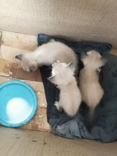 Doação de gatos 