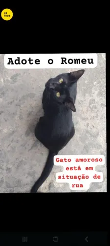 Gato pra doação