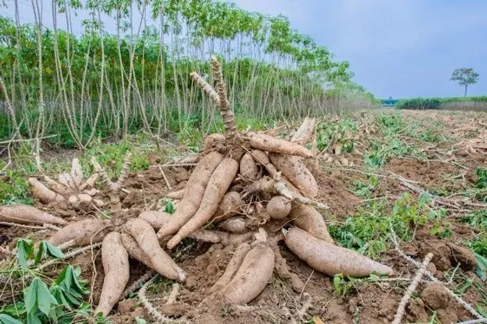 Vendo plantação de mandioca 