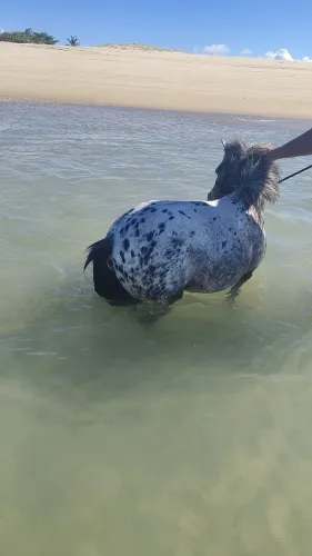 Mini pônei garanhazinho Appaloosa