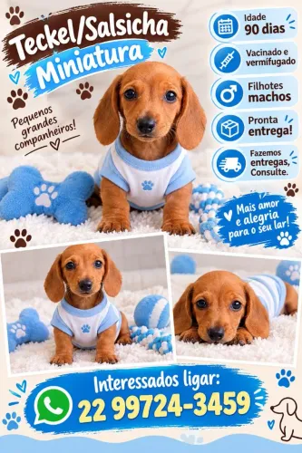 Teckel salsicha daschund basset miniatura!