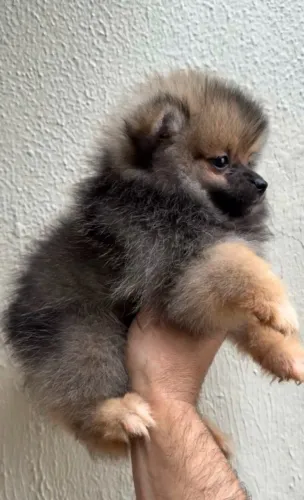 Spitz Alemão/Lulu da Pomerania MICRO