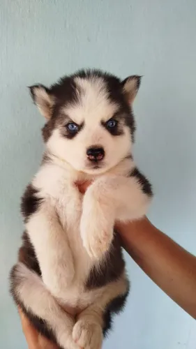 Husky siberiano Fêmea pelagem woly