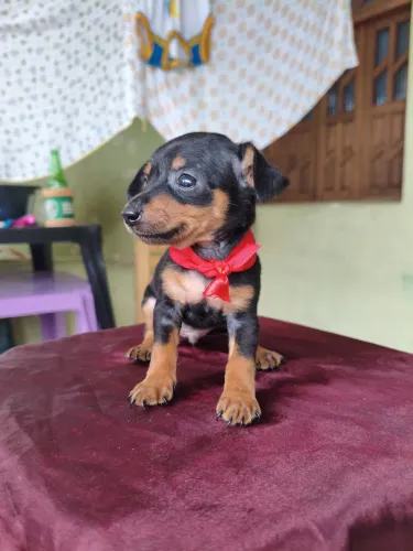 Pinscher filhote 