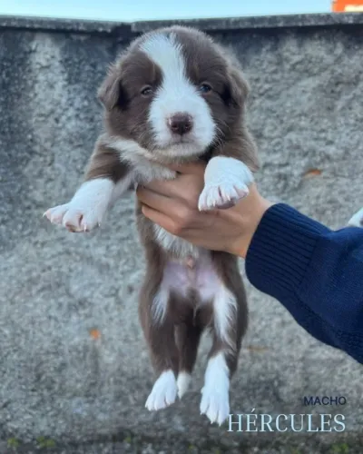 Filhotes de Border Collie