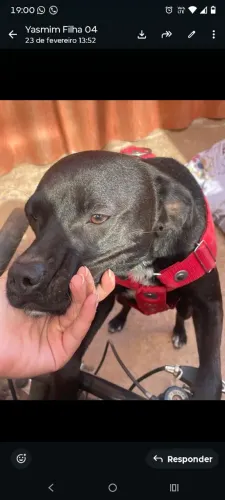 Cadela para doação 